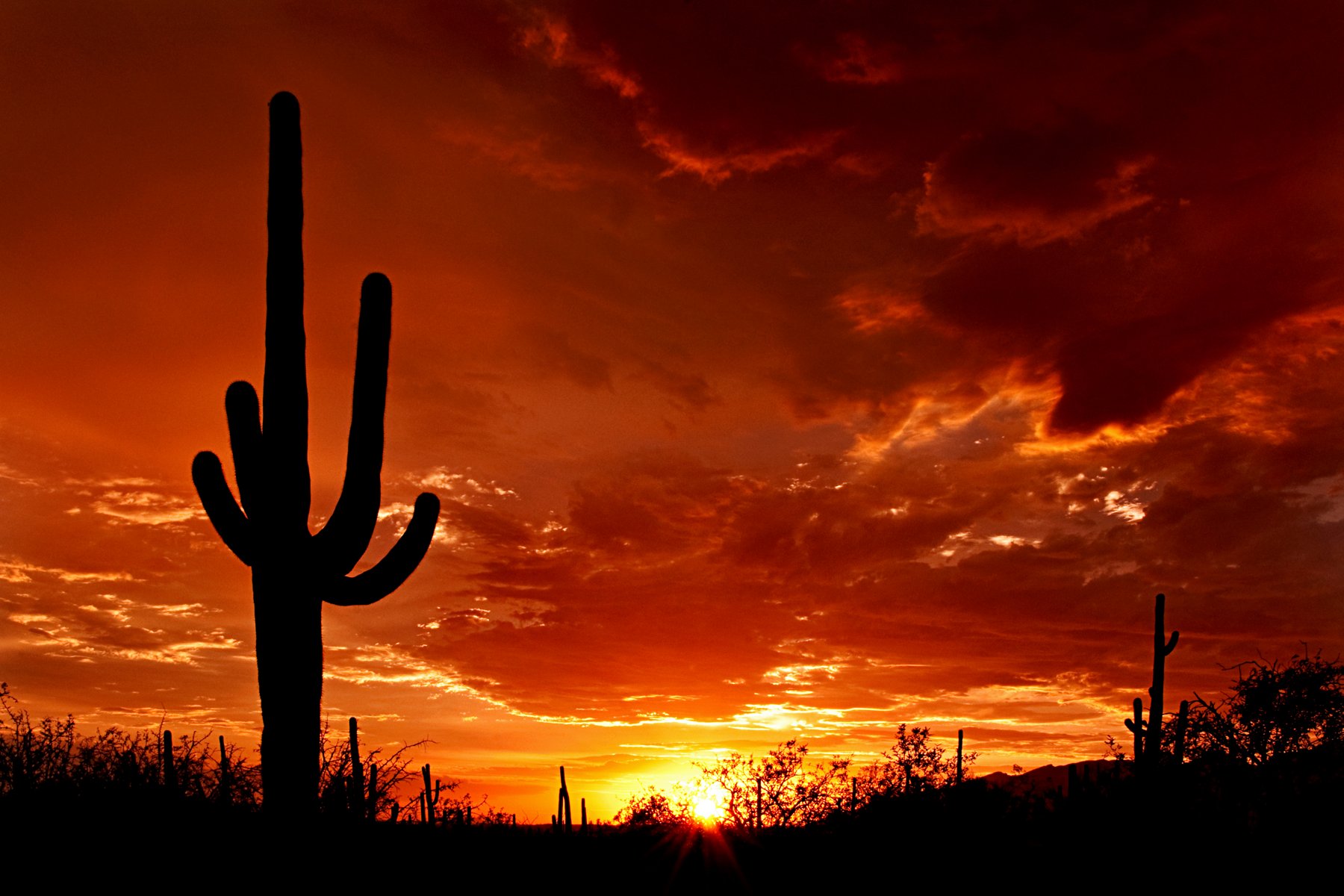 Saguaros silhouetted against a Sonoran Desert sunset